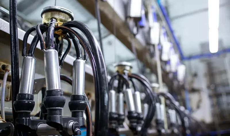 un-granjero-ordena-vacas-con-una-maquina-de-ordeno-en-una-granja-lechera